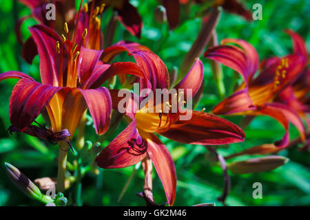 Rosso scuro daylilies nel giardino estivo. Foto Stock