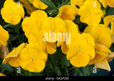 Giardino pansy (Viola tricolore var. hortensis). Fioritura delle piante. Foto Stock