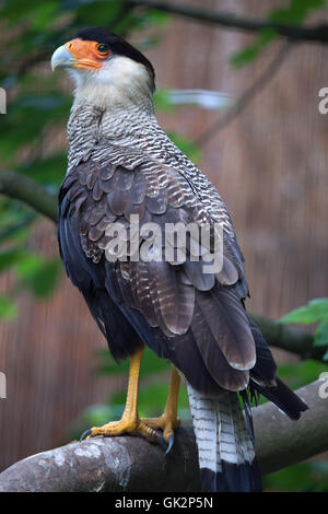 Northern crested caracara (Caracara cheriway). La fauna animale. Foto Stock