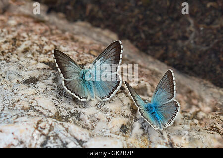 Coppia di Chalkhill blu (Polyommatus coridon) farfalla Foto Stock