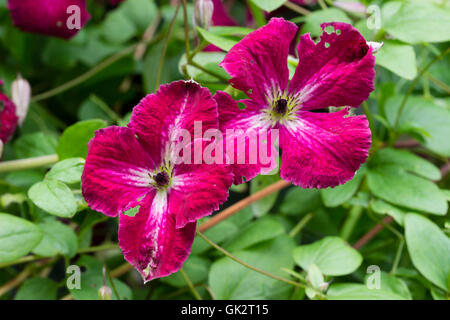 Fiori di colore rosso del hardy arrampicata tipo viticella Clematis 'abbondanza' Foto Stock