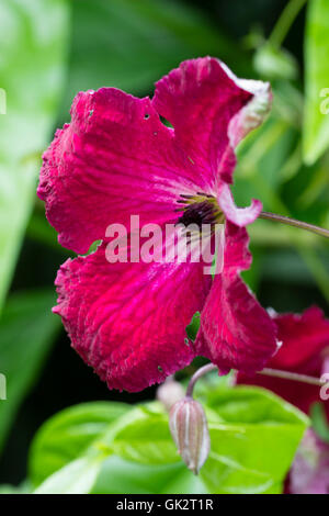 Fiori di colore rosso del hardy arrampicata tipo viticella Clematis 'abbondanza' Foto Stock