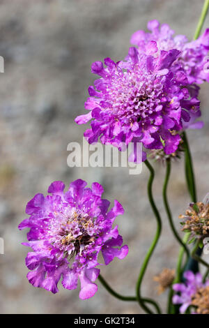 Blue tingono fiori viola del puntaspilli scabious compatta, Scabiosa caucasica " Vivid Violet" Foto Stock