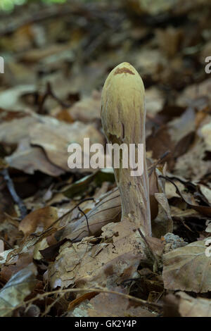 Herkules-Riesenkeule, Herkuleskeule, Clavariadelphus pistillaris, Clavaria pistillaris, il pestello a forma di corallo, Clavaire en pilon Foto Stock