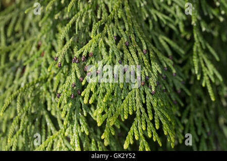 Japanischer Lebensbaum, Japan-Lebensbaum, Thuja standishii, Giapponese Thuja, nezuko, kurobe, Le thuya du Japon Foto Stock