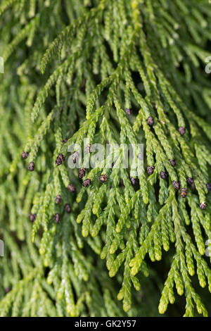 Japanischer Lebensbaum, Japan-Lebensbaum, Thuja standishii, Giapponese Thuja, nezuko, kurobe, Le thuya du Japon Foto Stock