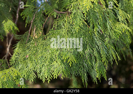 Japanischer Lebensbaum, Japan-Lebensbaum, Thuja standishii, Giapponese Thuja, nezuko, kurobe, Le thuya du Japon Foto Stock