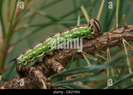 Kiefernschwärmer, Raupe frisst un Kiefer, Kiefern-Schwärmer, Tannenpfeil, Hyloicus pinastri, Sphinx pinastri, pino hawkmoth, pin Foto Stock