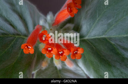 Sinningia leucotricha, Brasiliano Edelweiss, rechsteineria leucotricha Foto Stock