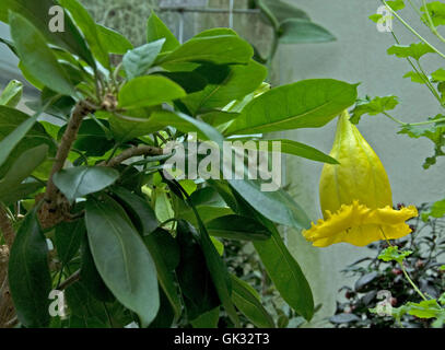 Solandra maxima Calice della vigna Foto Stock