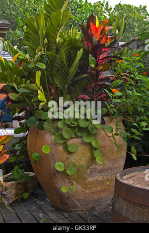 Piantatrice con mix di tipi di piante: Hoya, Alternanthera, Josephs coat, Foto Stock