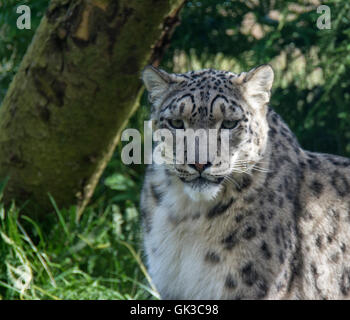 Snow Leopard Foto Stock