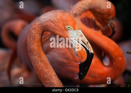 Caraibi flamingo (Phoenicopterus ruber), noto anche come la American flamingo. La fauna animale. Foto Stock