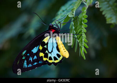 Richmond Birdwing butterfly Foto Stock