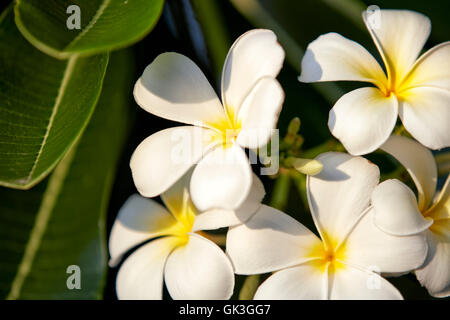 Fiori di frangipani. Nome scientifico: Plumeria obtusa. Hoi An, Quang Nam Provincia, Vietnam. Foto Stock