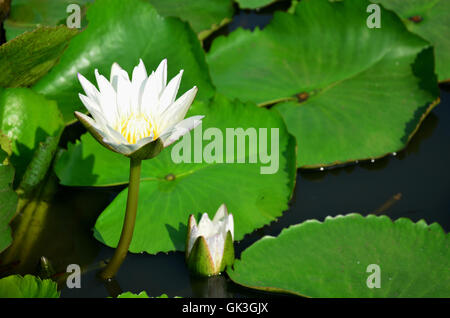 White Lotus Flower o acqua giglio fiore di Molly pesci o Swordtail pesci nuotare in acqua serbatoio in giardino Foto Stock