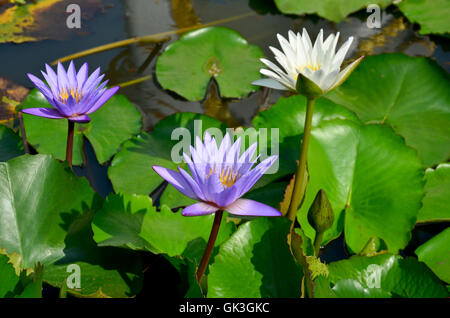 White Lotus Flower e violetta acqua giglio fiore di Molly pesci o Swordtail pesci nuotare in acqua serbatoio in giardino Foto Stock