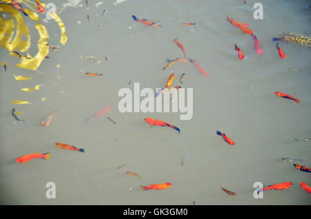 Molly pesci o Swordtail pesci nuotare nel serbatoio acqua a giardino con Lotus Foto Stock