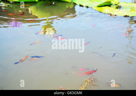 Molly pesci o Swordtail pesci nuotare nel serbatoio acqua a giardino con Lotus Foto Stock