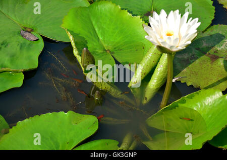 White Lotus Flower o acqua giglio fiore di Molly pesci o Swordtail pesci nuotare in acqua serbatoio in giardino Foto Stock