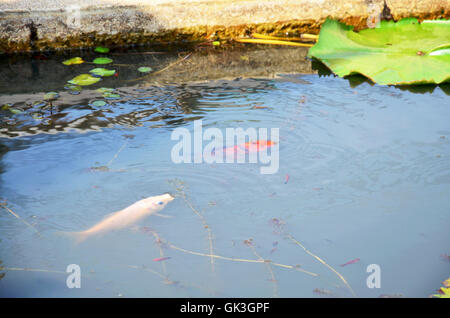 Molly pesci o Swordtail pesci nuotare nel serbatoio acqua a giardino con Lotus Foto Stock