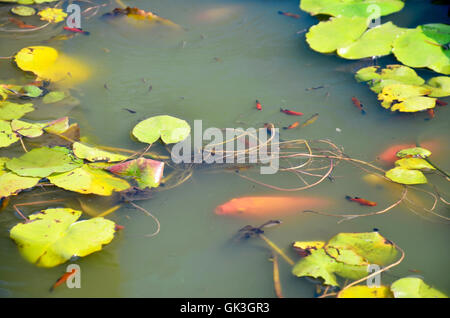 Molly pesci o Swordtail pesci nuotare nel serbatoio acqua a giardino con Lotus Foto Stock