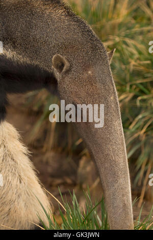 Giant anteater (Myrmecophaga tridactyla), Zoo di Boise, Julia Davis Park, Boise, Idaho Foto Stock