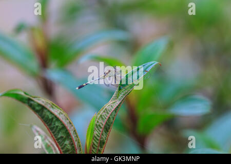 Bella libellula appoggiata su un ramo in foresta Foto Stock
