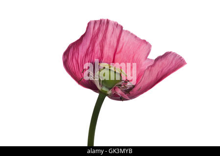 Rosa fiore di papavero Studio di testa, l'immagine orizzontale. Foto Stock