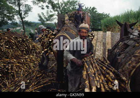 Ca. 1980-1995, Colombia --- raccolte la canna da zucchero viene caricato su un autocarro in corrispondenza del bordo di un campo vicino a Buga, Colombia. | Dove siamo Foto Stock