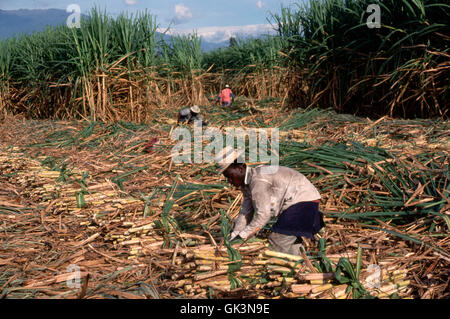 Ca. 1985-1995, Colombia --- lavoratori raccolto di canna da zucchero e legarla in fasci su una piantagione in Colombia. | Posizione: Buga, Cauc Foto Stock