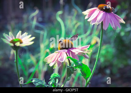 Api e farfalle appese su tre fiori a margherita Foto Stock