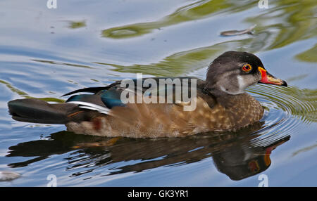 American Wood Duck (aix sponsa) maschio in Eclipse piumaggio Foto Stock