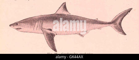 Carcharodon carcharias, comunemente noto come il grande squalo bianco, è un grande squalo predatore che si trova nelle acque costiere. Noto per le sue dimensioni e la sua forza, è un predatore significativo negli ecosistemi marini. Foto Stock
