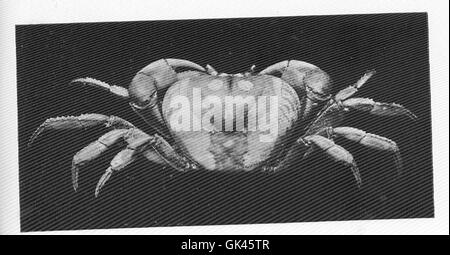 46493 West Indian Land-Crab, Gocarinus ruricola Foto Stock