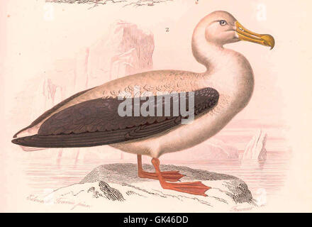 Diomedea exulans, comunemente noto come albatro vagante, è il più grande uccello marino del mondo. È rinomato per la sua impressionante apertura alare, che può superare i 3 metri, e per le sue lunghe migrazioni attraverso l'Oceano meridionale. La specie è nota per la sua capacità di percorrere grandi distanze oltre l'oceano. Foto Stock