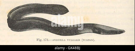 L'anguilla vulgaris, comunemente nota come anguilla europea, si trova nei fiumi e nelle acque costiere europee. Questa specie è nota per il suo corpo allungato e il comportamento migratorio, viaggiando tra l'acqua dolce e l'acqua salata per riprodursi nel mare di Sargasso. Foto Stock
