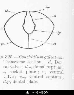 48834 Conchidium galeatum sezione trasversale d, valvola dorsale; ds setto dorsale; s, la piastra di presa; v, valvola ventrale; vs setto ventrale Foto Stock