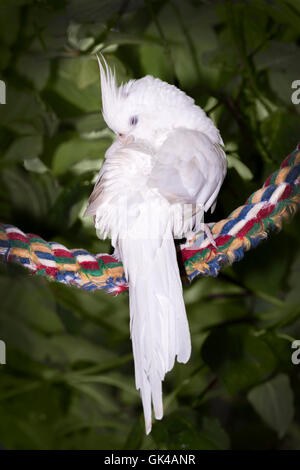 Preening Cockatiel pet sul set di persico nella struttura ad albero Foto Stock