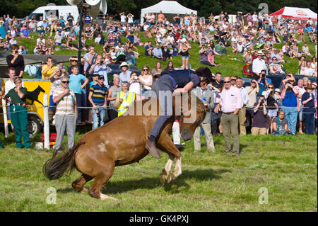 Uno degli ultimi paese mostra nel Regno unito alla caratteristica ancora rodeo equitazione dove ininterrotta collina Welsh pony sono portati dalla Montagna Nera per vedere quale pilota può rimanere sulla più lunga. I partecipanti provenivano da Devon e Cornwall di competere nuovamente i piloti locali. Llanthony Show, nei pressi di Abergavenny, Monmouthshire, South Wales, Regno Unito. Foto Stock