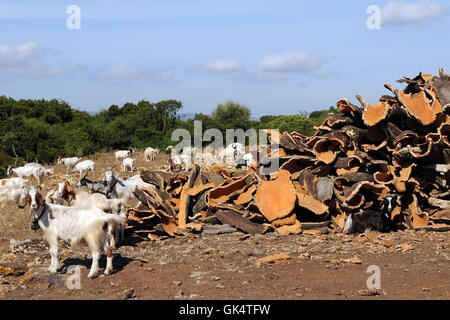 Allevamento di capre nella Giara di Gesturi, Sardegna Foto Stock