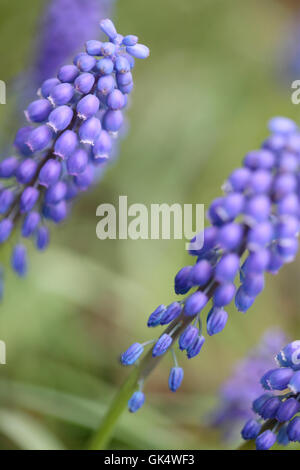 Inizio gigante, muscari - Carattere distintivo a forma di campana picco di fioritura inizio primavera colore Jane Ann Butler JABP Fotografia 1583 rispettivamente Foto Stock