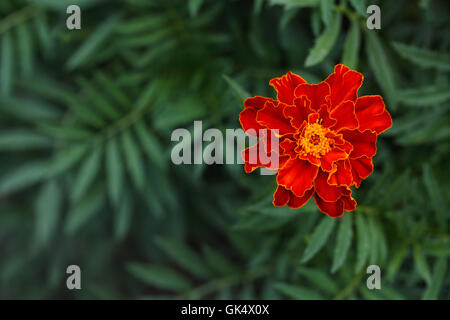 Unico grande tagete in giardino, vista dall'alto Foto Stock