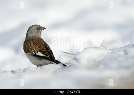 Bianco-winged Snowfinch / Schneesperling ( Montifringilla nivalis ) nella coperta di neve che circonda guardando intorno a. Foto Stock