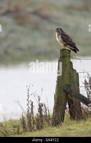 Comune Poiana / Maeusebussard ( Buteo buteo ) appollaiato sulla caccia / da un palo da recinzione in ambiente naturale circostante, habitat. Foto Stock