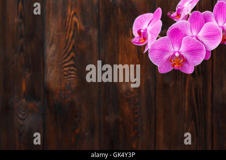 Rosa fiori di orchidea su uno sfondo di legno, spazio di copia Foto Stock