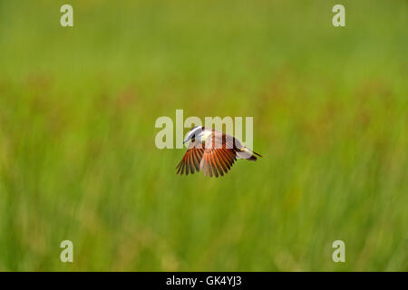 Grande Kiskadee (Pitangus sulfuratus), Santa Ana National Wildlife Refuge, Texas, STATI UNITI D'AMERICA, Foto Stock