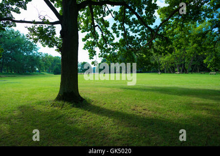 Alberi di ombra e di campo in erba Foto Stock