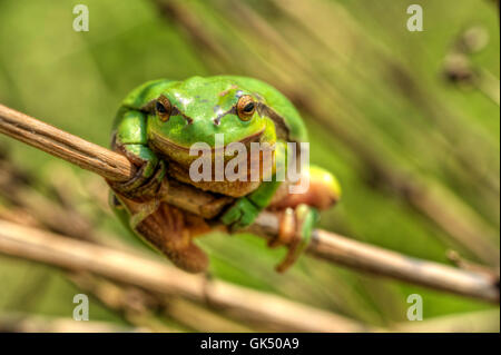 Fase tier animale Foto Stock