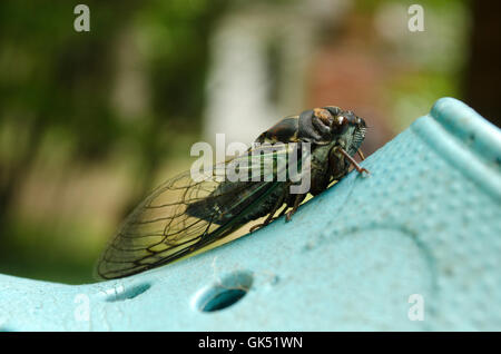 Cicala in appoggio su blue garden scarpe. Foto Stock